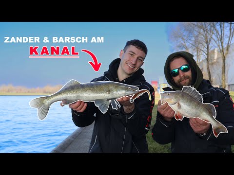 Spin fishing for zander and perch on the canal - here's how | These waters are packed with fish!