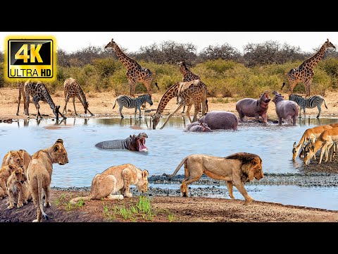 4K African Wildlife: Arusha National Park - Uncovering Wonderful Animals Film with Soft Piano Music