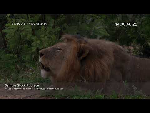 Male lion calling roar | UltraHD 4K Stock Footage
