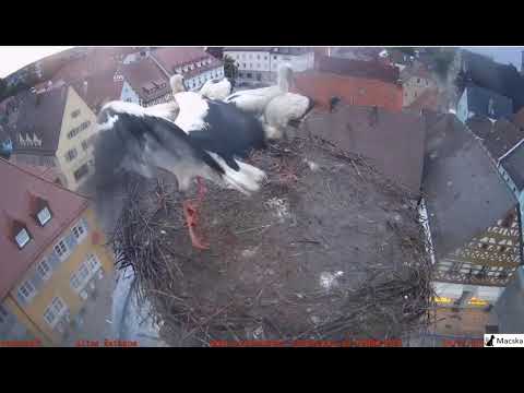 Höchstadt a.d. Aisch D Megjött Anna is. Még rosszabb a lába mint volt. 😢