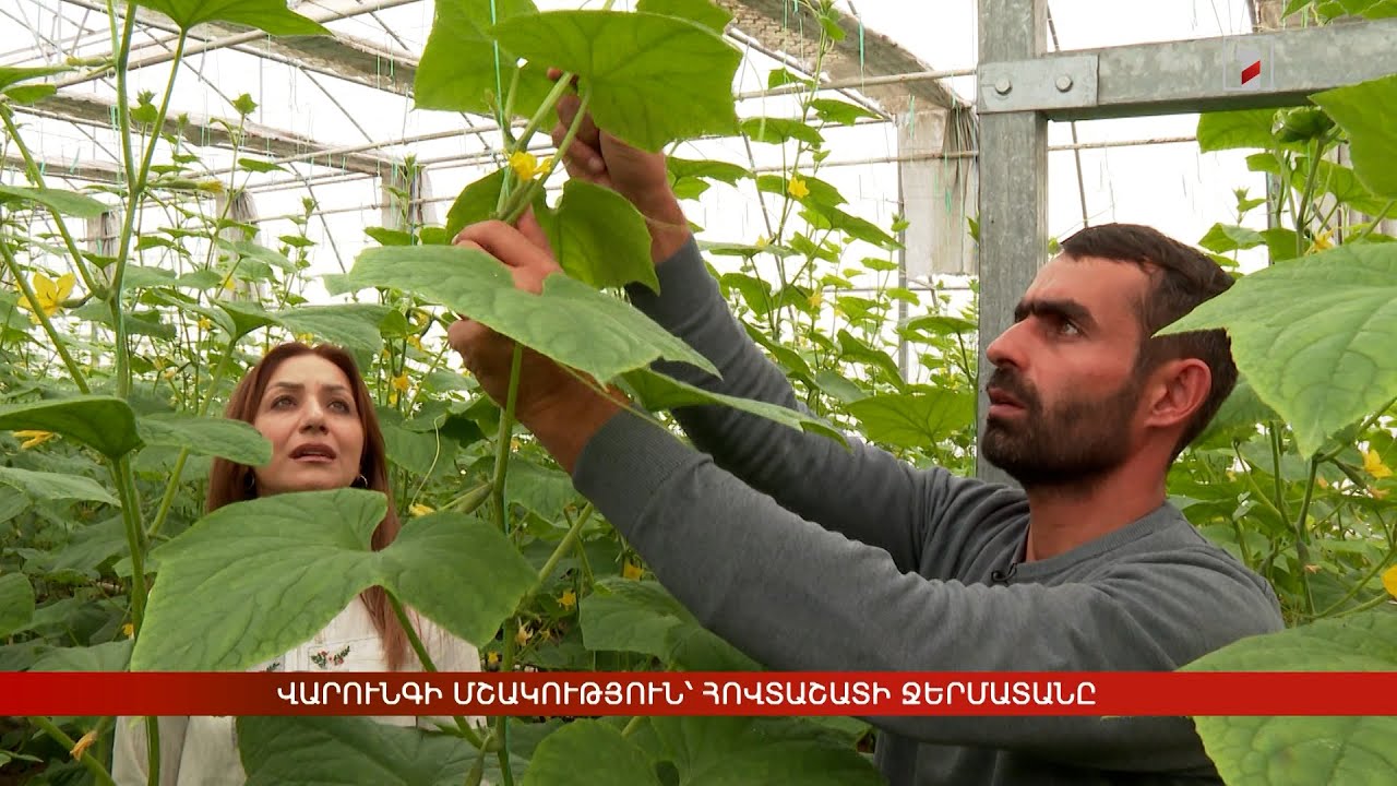 Վարունգի մշակություն՝ Հովտաշատի ջերմատանը