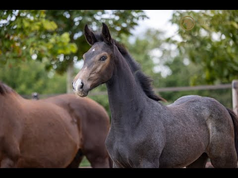 SOLD: Stallion 2021 - H-Ekwador x Jazz x Hill Hawk