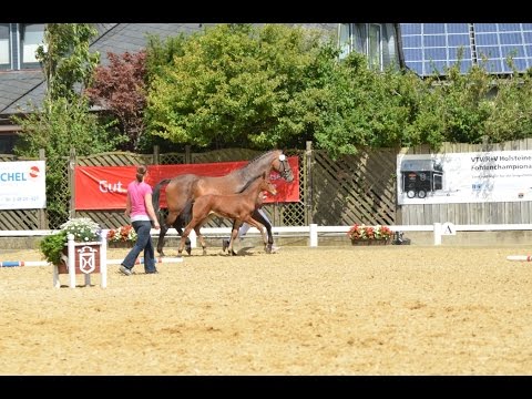 Prämiertes Holsteiner Hengstfohlen von Rock Forever