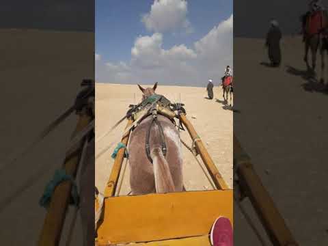 Camel Riding In Egypt