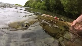 preview picture of video 'TRUCHA RECORD PESCADA A NINFA.'