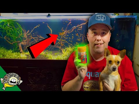 LOST SHIPMENT! FISH UNBOXING - Local Fish Store