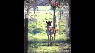 The Auld Triangle - Glen Hansard and Damien Dempsey