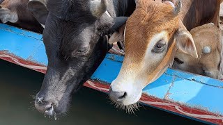 Download Lagu Ep - 74, Cow Videos, cow unloading, cow video, big cow, goru, hamba cow, Very popular Thumbnail