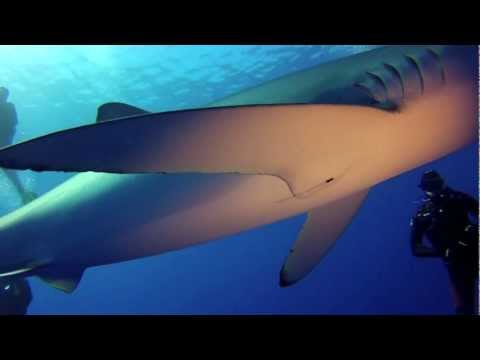 Mad's Haihappen - AZOREN - HAI-LIGHTS des Atlantiks