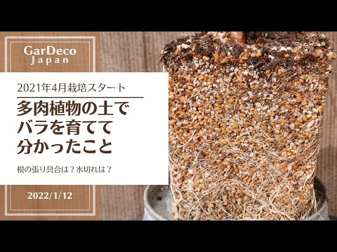 裸根のバラ:一目で分かる長所と短所 植物