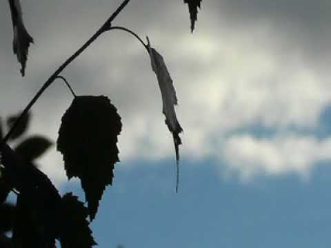 KUJA ORCHESTRA - NATURE CALLS - 2017 - SD