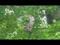 Bald-Faced Hornets Hanging Above the Mailbox in Lanoka Harbor, NJ