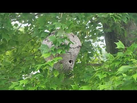 Bald-Faced Hornets Hanging Above the Mailbox in Lanoka Harbor, NJ