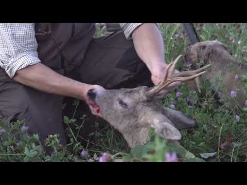 Spannende Bockjagd zur Blattzeit - Teil 2