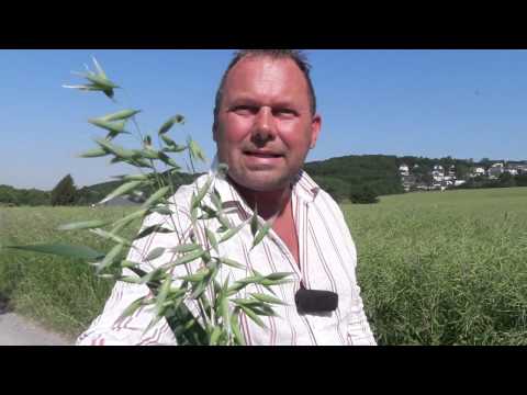 Pollen count mid-June 2015 --- and how do you differentiate between types of grain?