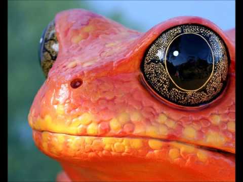 Killing In the Name Of Freedom by Rage Against the Machine