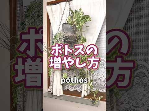 あなたの家に太陽の光が当たる観葉植物はどれを選びますか?私たちのトップ5！  庭園
