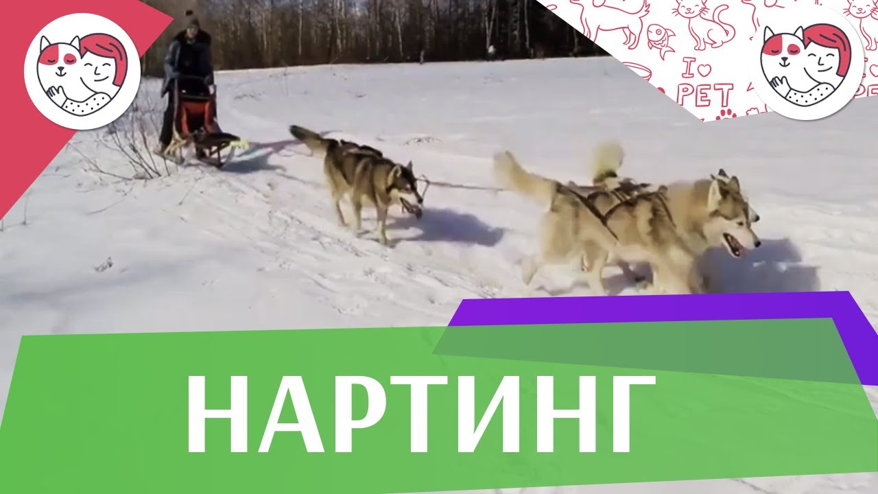 Тренировка по нартингу ЗС Последний рубеж