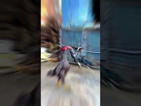 aseel hen fight 2023😱😱#trendingshorts #shrots #youtubeshorts #animal #todayshorts