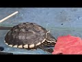 Looking At The Baby Turtle Eating So Much That He Fell Asleep