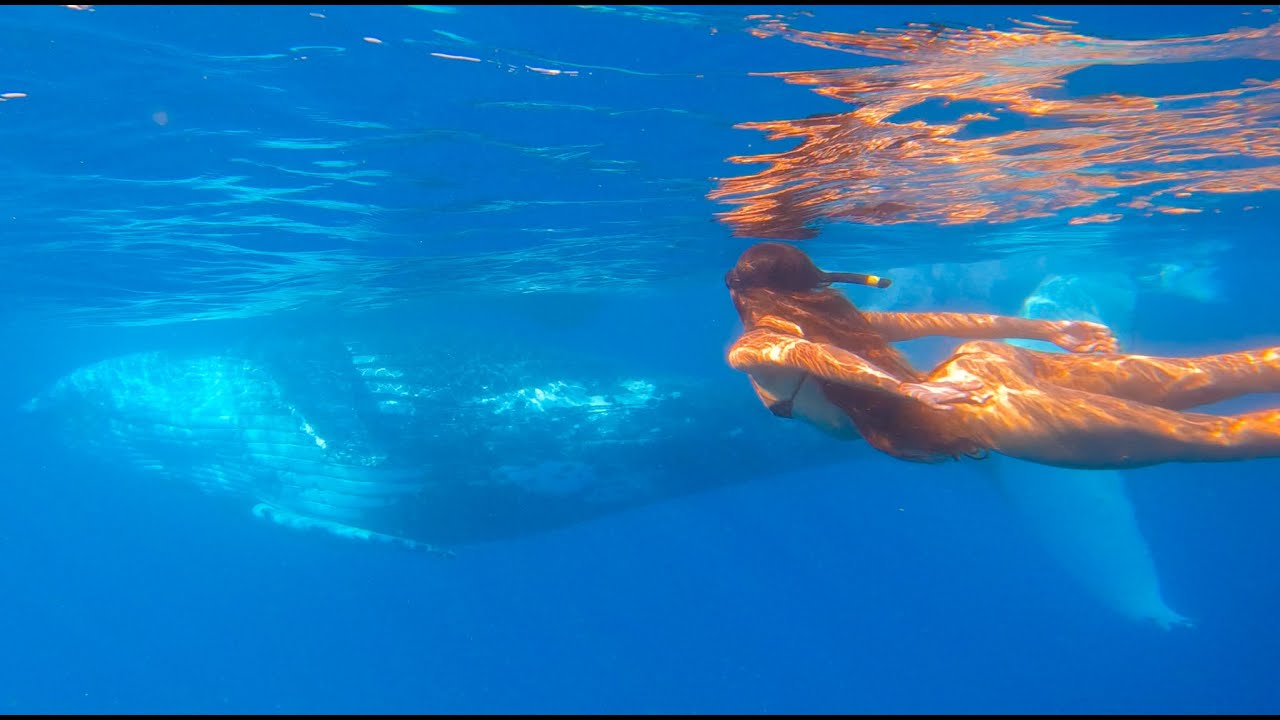ONCE IN A LIFETIME: Diving with Humpback whales on the Great Barrier Reef - Episode 41