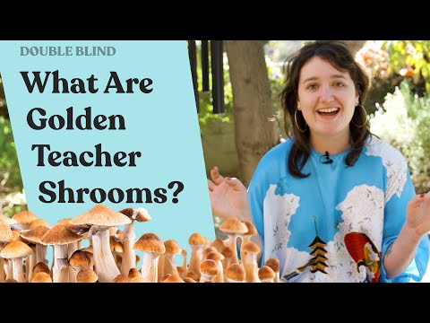 Golden Teacher Mushrooms: What Are They? 🍄 | DoubleBlind