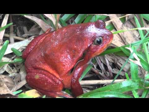 Paradajková žaba Dyscophus antongilii z Madagaskaru