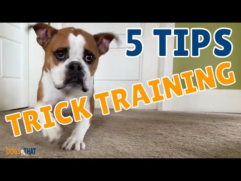 5 Tips for Dog Trick Training with Susan Garrett
