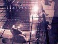Chinchillas Mounting Behaviors