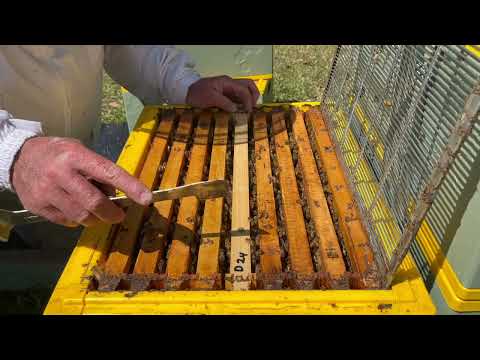 🐝 Drone trapping combs.  Mechanical method of Varroa mite control.  Orara Valley Honey. Sept 2024.