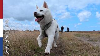 みんなで一緒に 端が見えないドッグラン| 柴犬柿丸・オランダ散歩と環境音