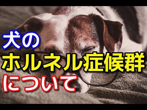 犬のホルネル症候群:症状と治療法