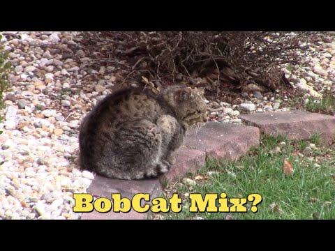 Bobcat Mix?Or Just Odd Looking Feral Cat? 😻