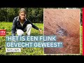 Wolf valt groot paard aan & Rodermarkt profiteert van mooi najaarsweer| Drenthe Nu
