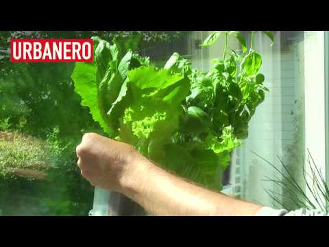 Så här lätt skapar du en kryddträdgård i fönstret med WindowGarden