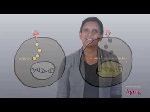 Manipulating Biological Pathways to Extend Lifespan