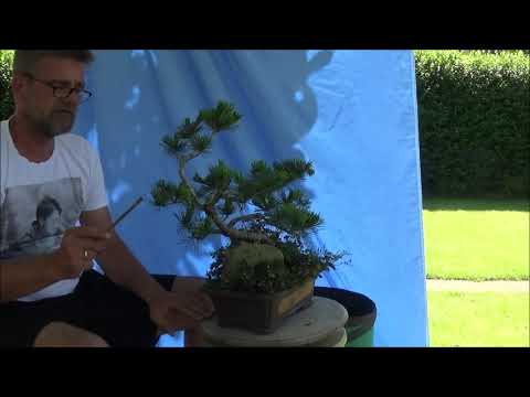 Bonsai 2019-12 - Sommerpflege - Teil II