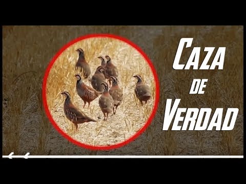 CAZA MENOR al Salto ¡A Perdices y casi me muerde una liebre!