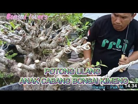 pemotongan Ulang anak cabang bonsai kimeng @gardeningchannel