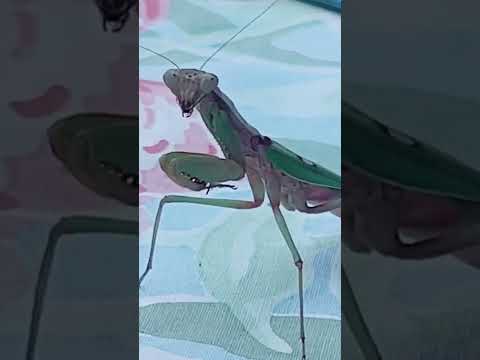 Mantis Star Beings - First contact !