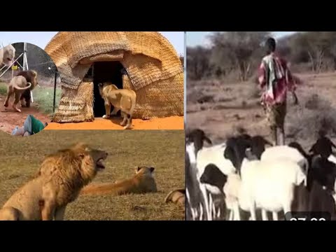 PART 1.  8 sano jir Libaax qaatay kadibna badbaaday iyo sheekada  eedadii 