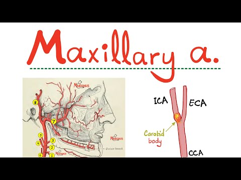 Maxillary Artery - External Carotid Artery (ECA) - Anatomy of Head & Neck