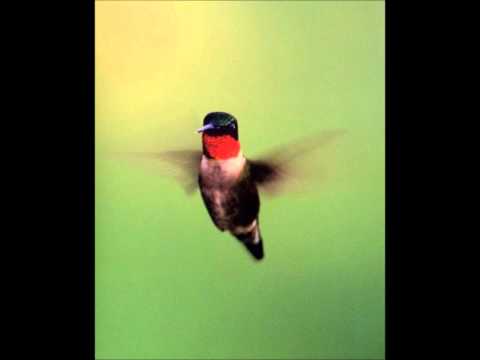 Show Promoter - Nkelu