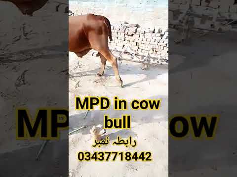 ! MPD IN COW BULL!Sarni!sarn! Medial patellar Desmotomy in 🐄! MPD YouTube shorts