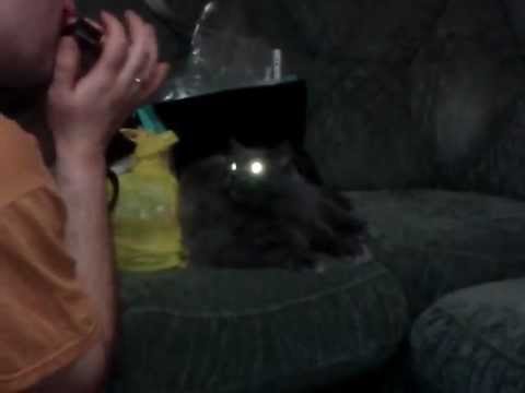 КотЭ подпевает...