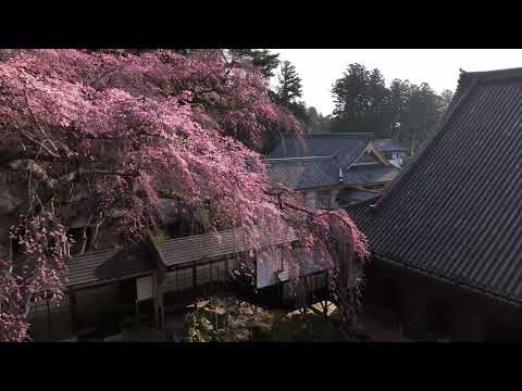 2025 春の瑞巌寺