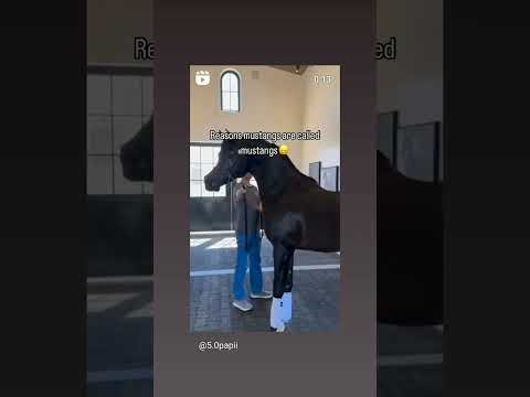 Thumbnail for mustang sounds like a mustang #automobile by Automobile