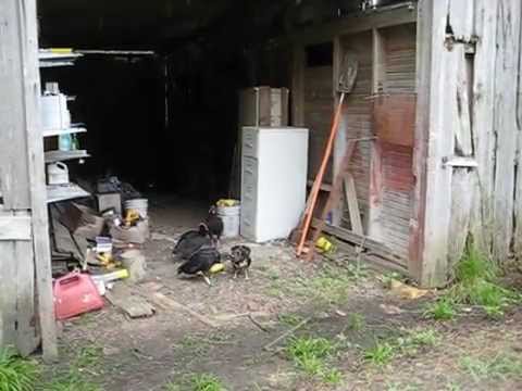 vulture babies feeding from mothers beak