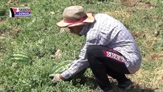 Yüksekova'da Yetiştirdiği Karpuzla Diayarbakır'a Rakip Oldu