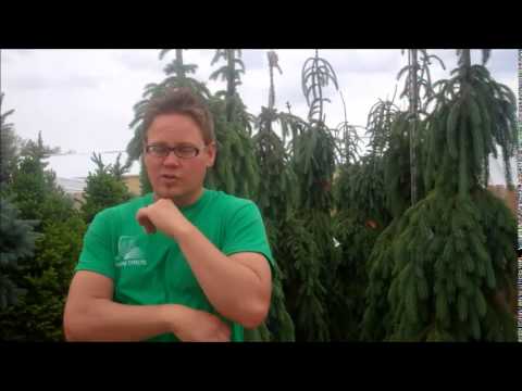 Ground Effects, Sioux Center